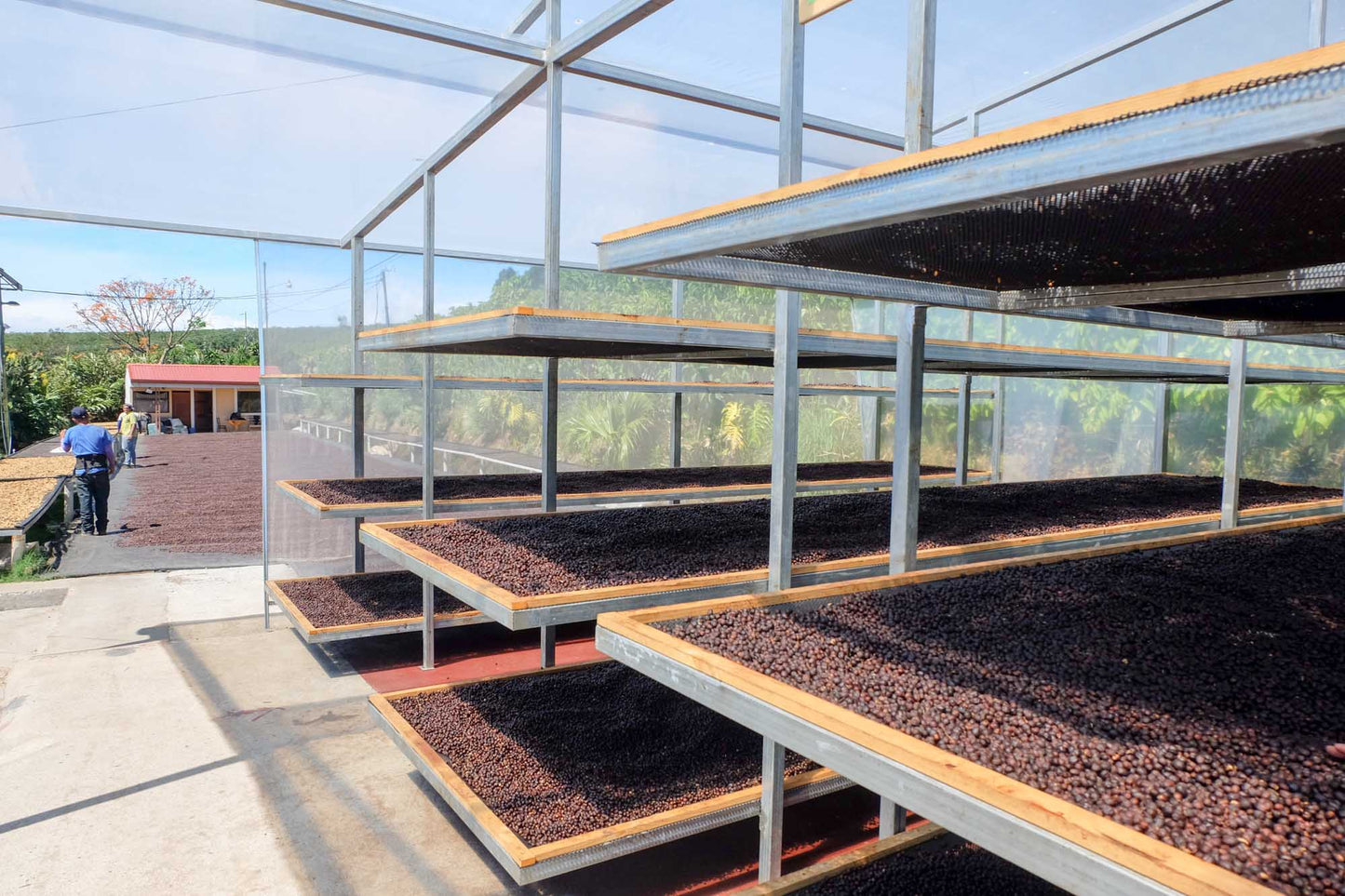 Sippd X Red Rooster Coffee Costa Rica Las Lajas Black Honey